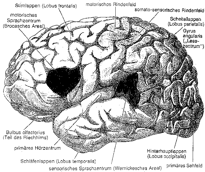 Sprachzentren im Hirn